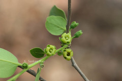 Diospyros ebenum